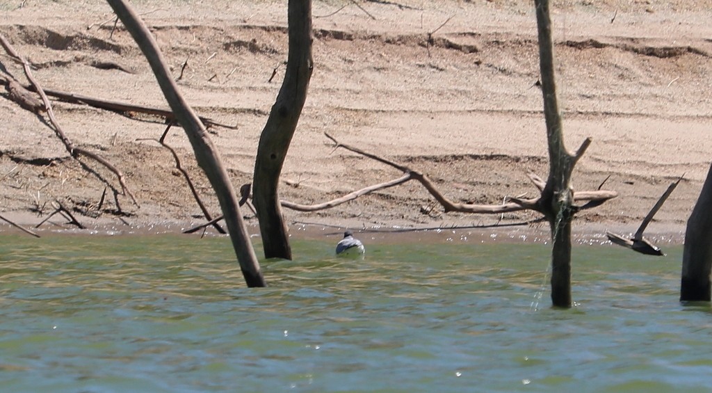 Mouette de Sabine - ML545220831