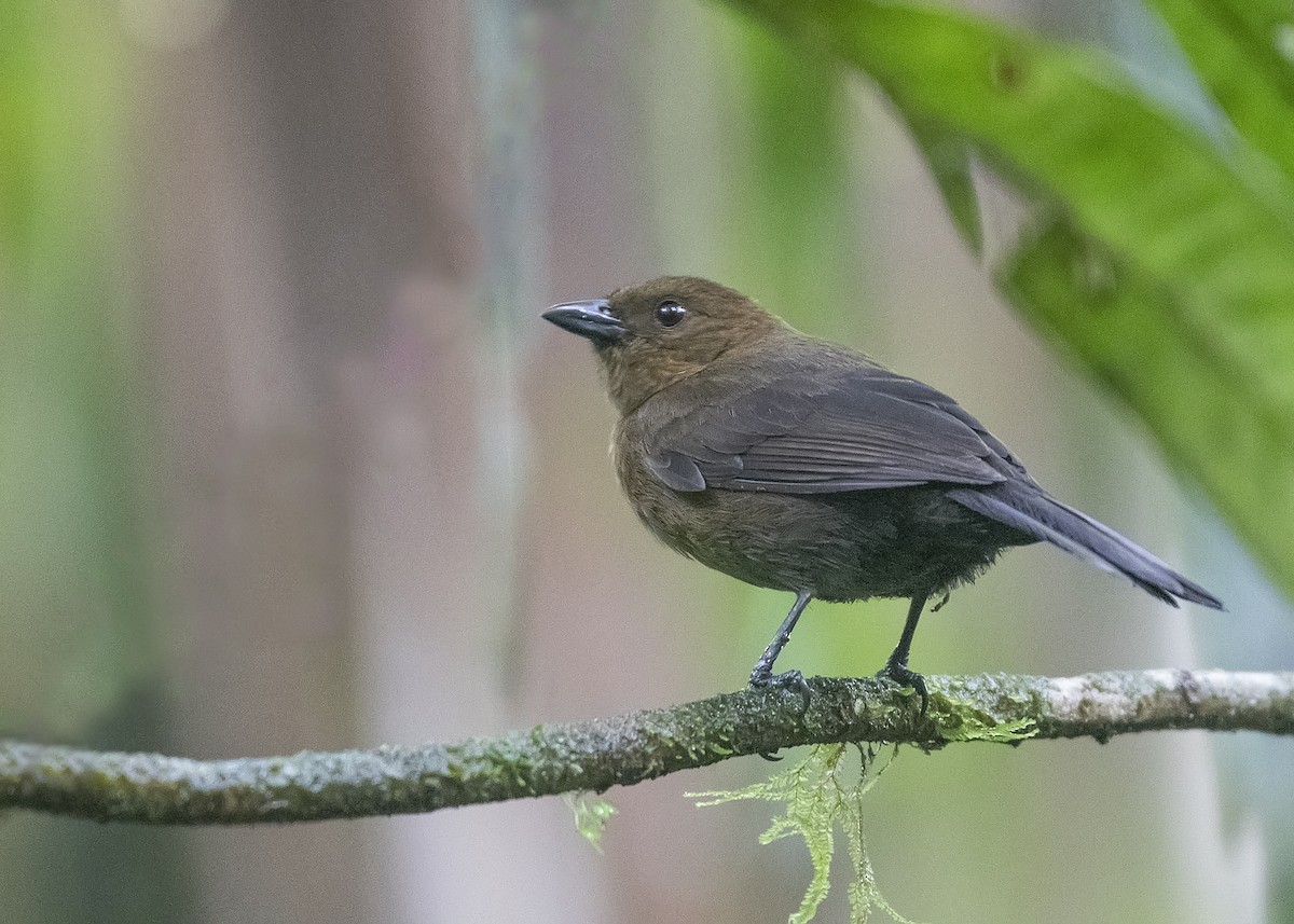 Tawny-crested Tanager - Leandro Arias