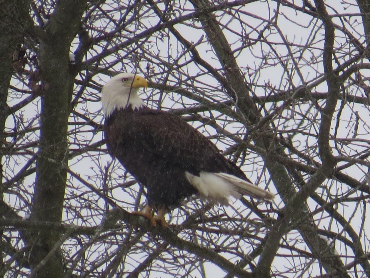 Bald Eagle - ML545222601