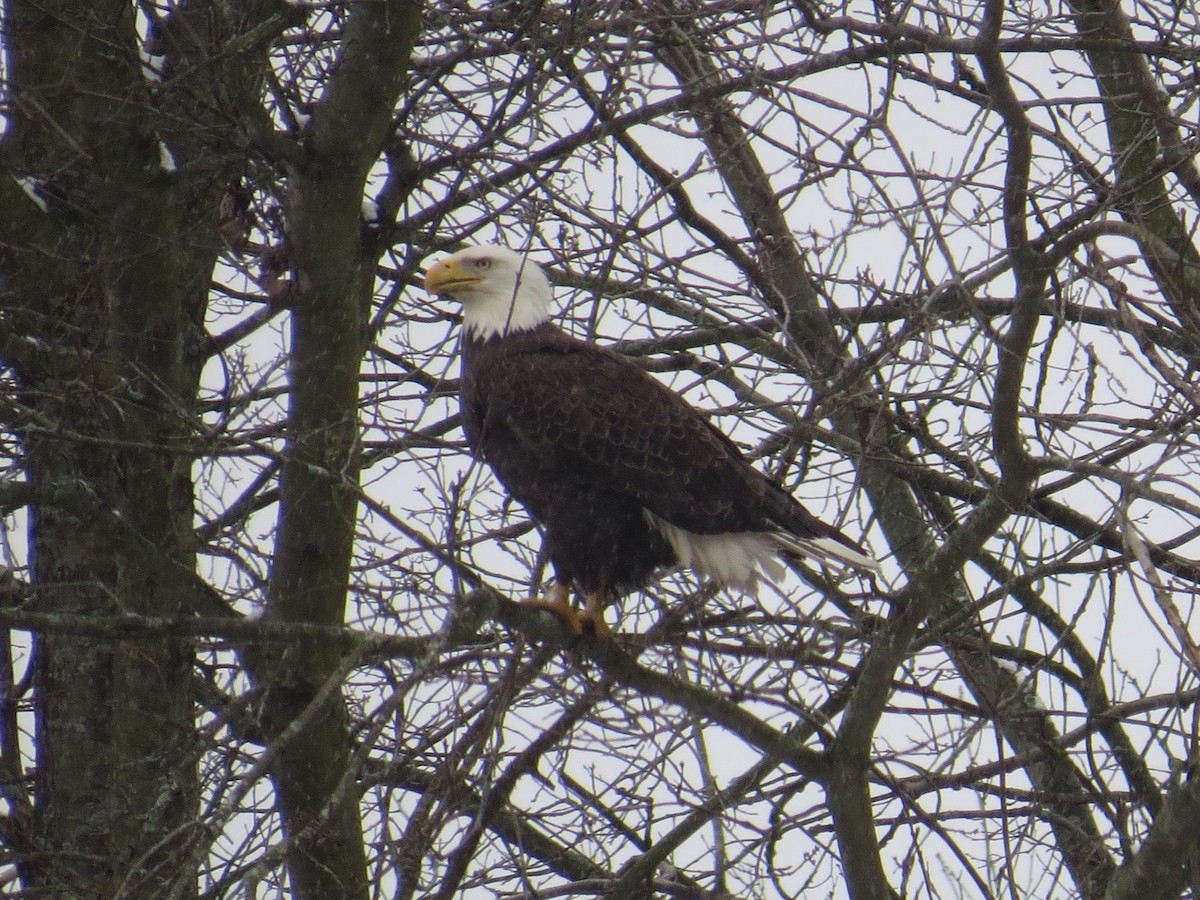 Bald Eagle - ML545222661