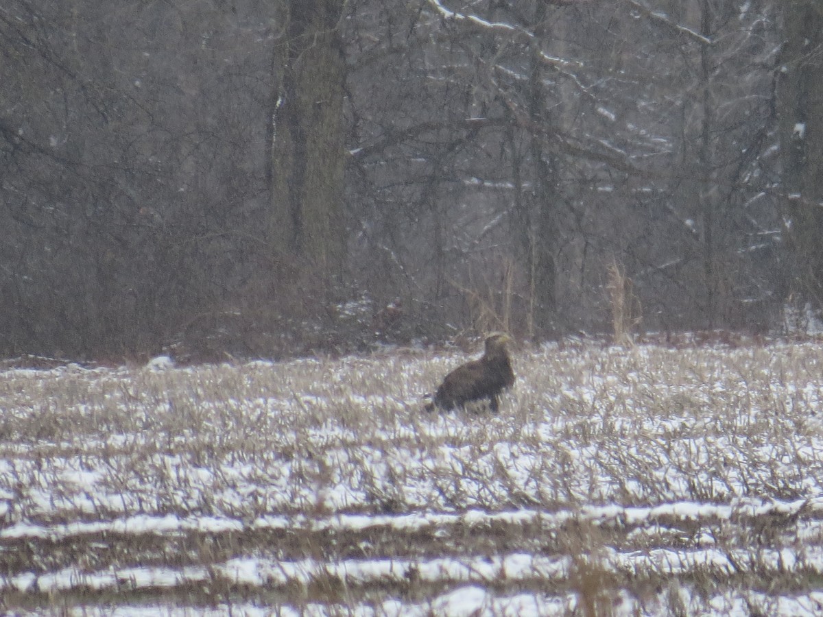 Bald Eagle - ML545222731