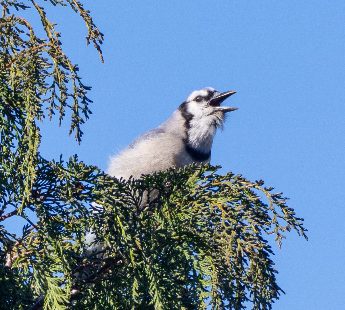 blåskrike - ML545222761