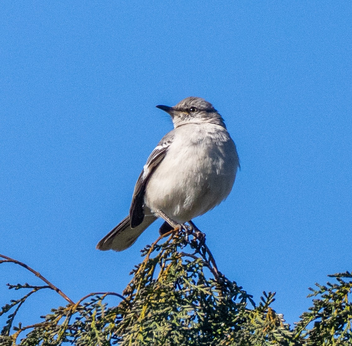 Northern Mockingbird - ML545222801
