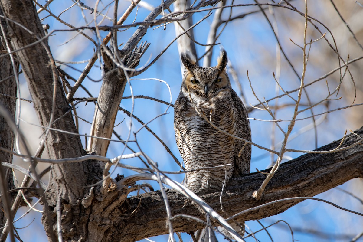 Great Horned Owl - Anne Craig