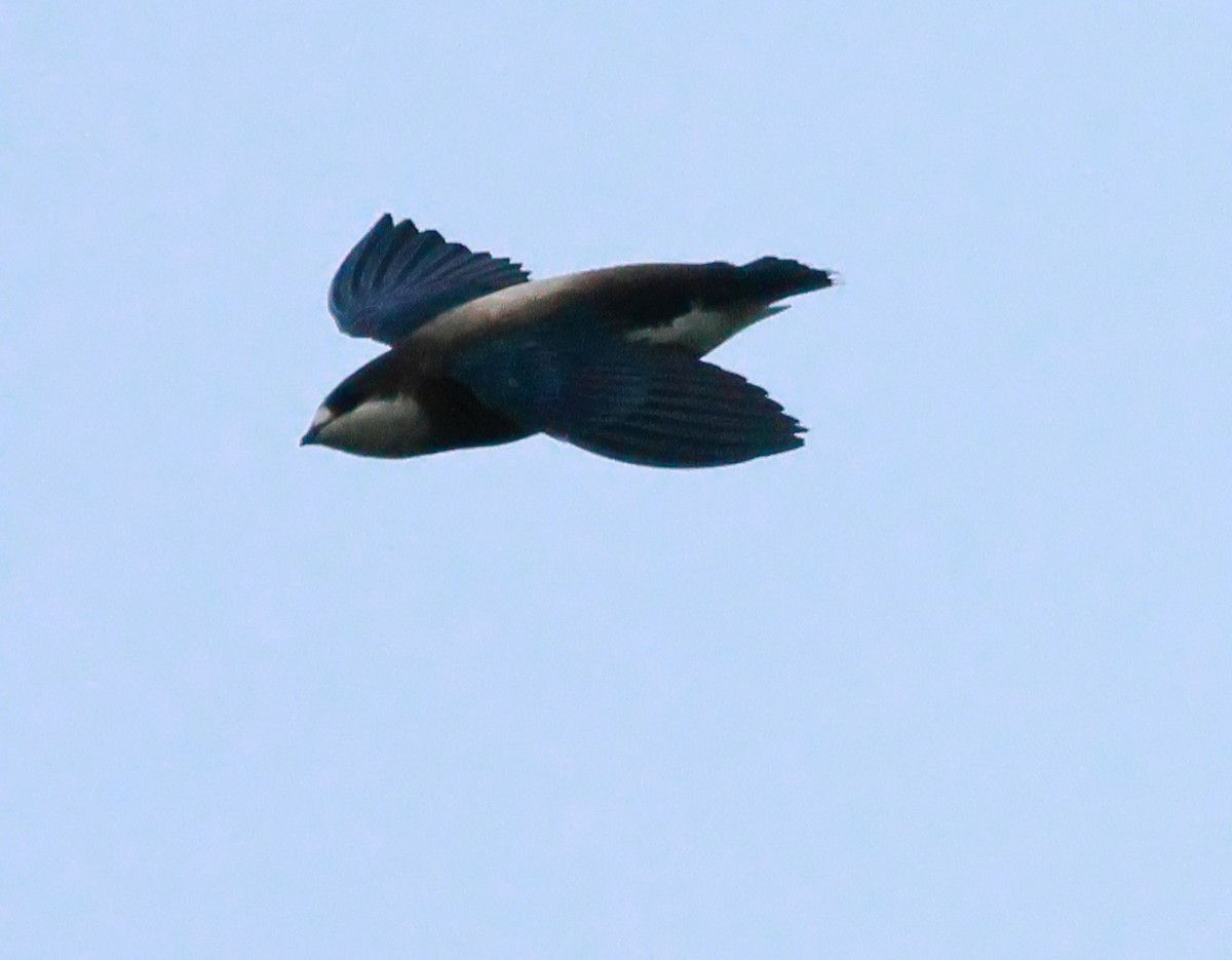 White-throated Needletail - ML545224861