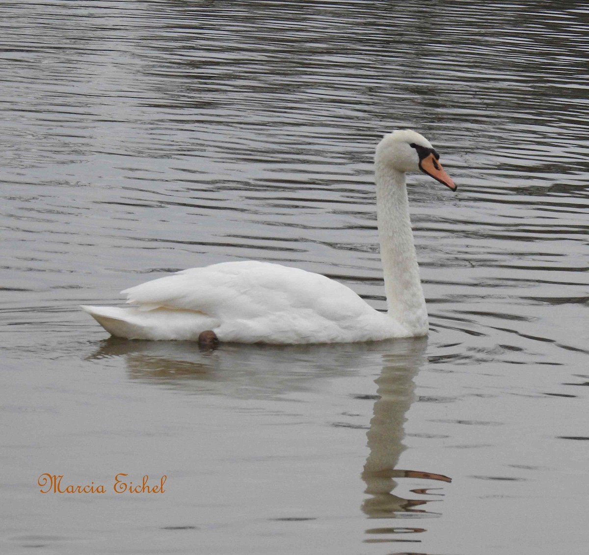 Mute Swan - Marcia Eichel