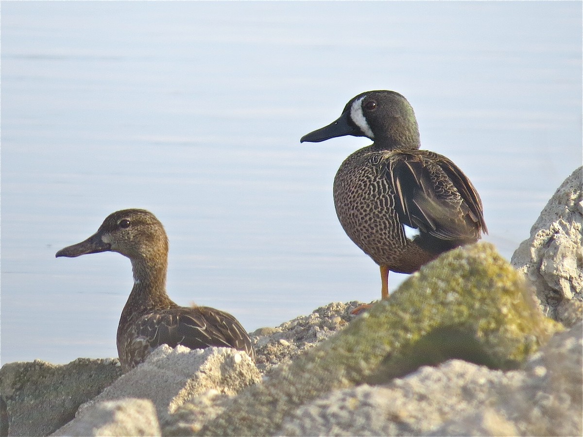 Blue-winged Teal - ML54522641