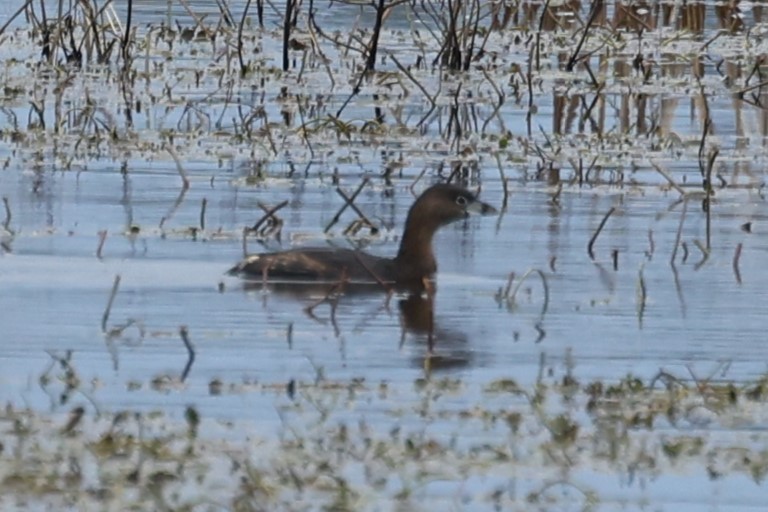 Pied-billed Grebe - ML545229641