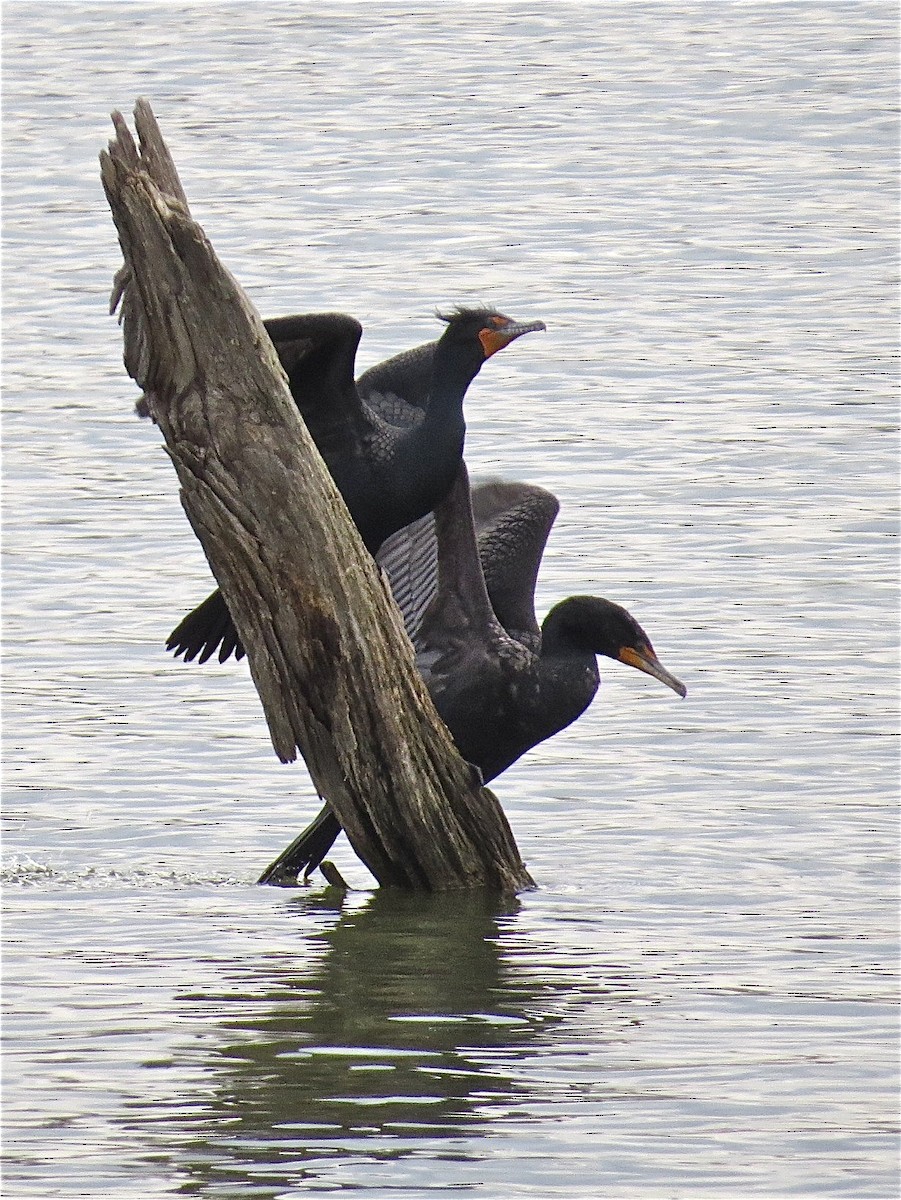 Double-crested Cormorant - Benjamin Murphy