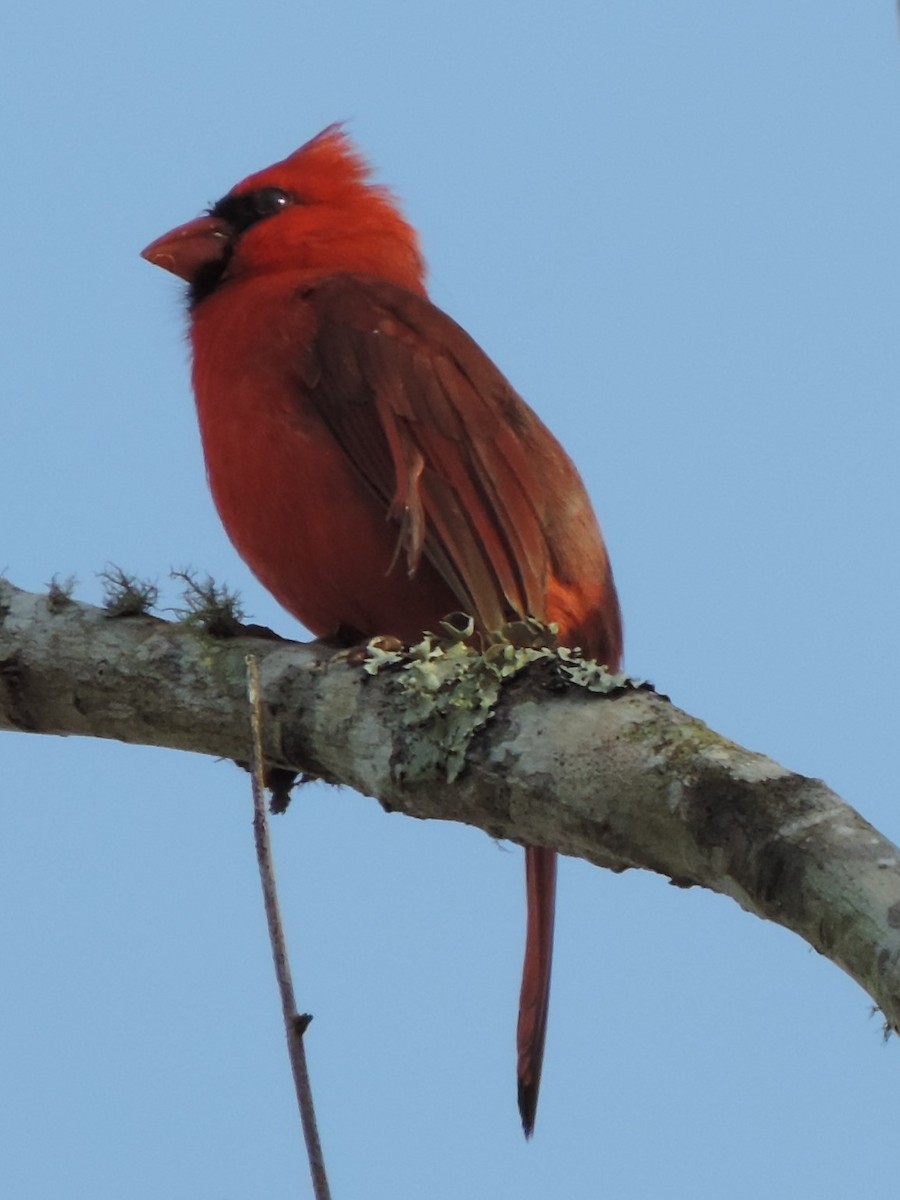 Cardinal rouge - ML545230001