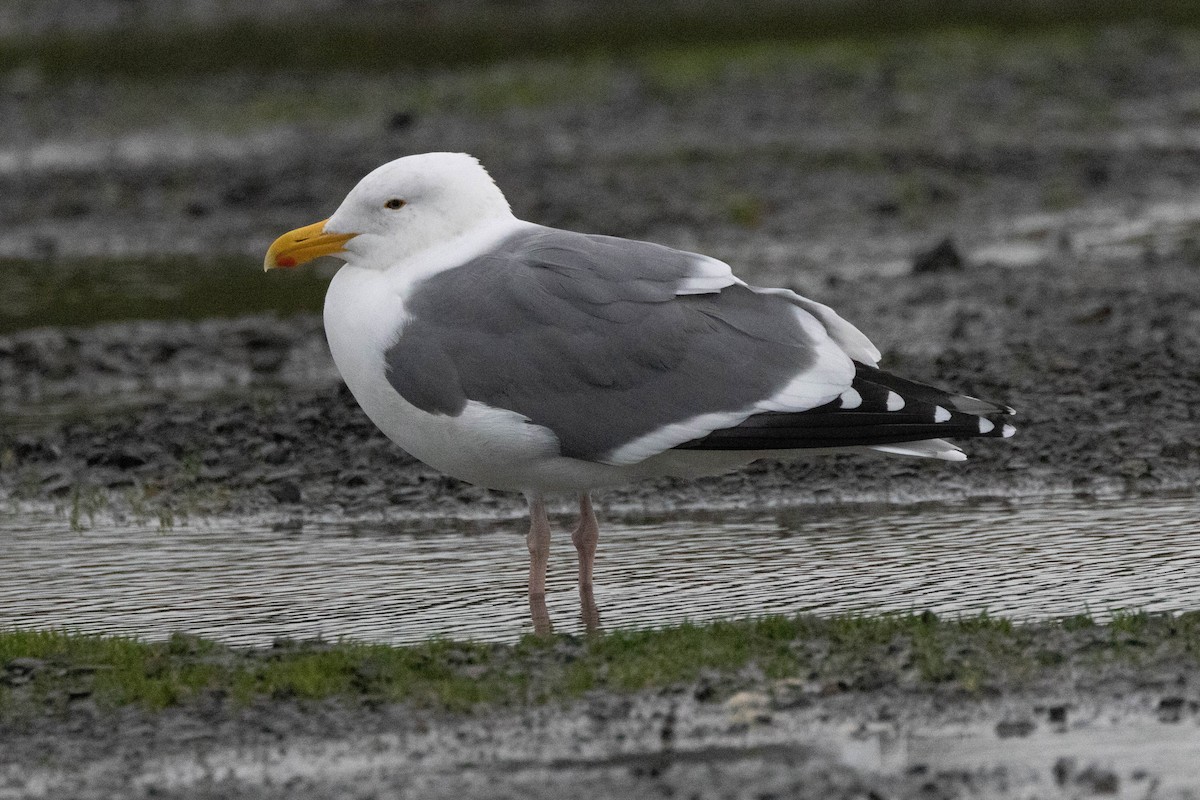 Western Gull - ML545230881