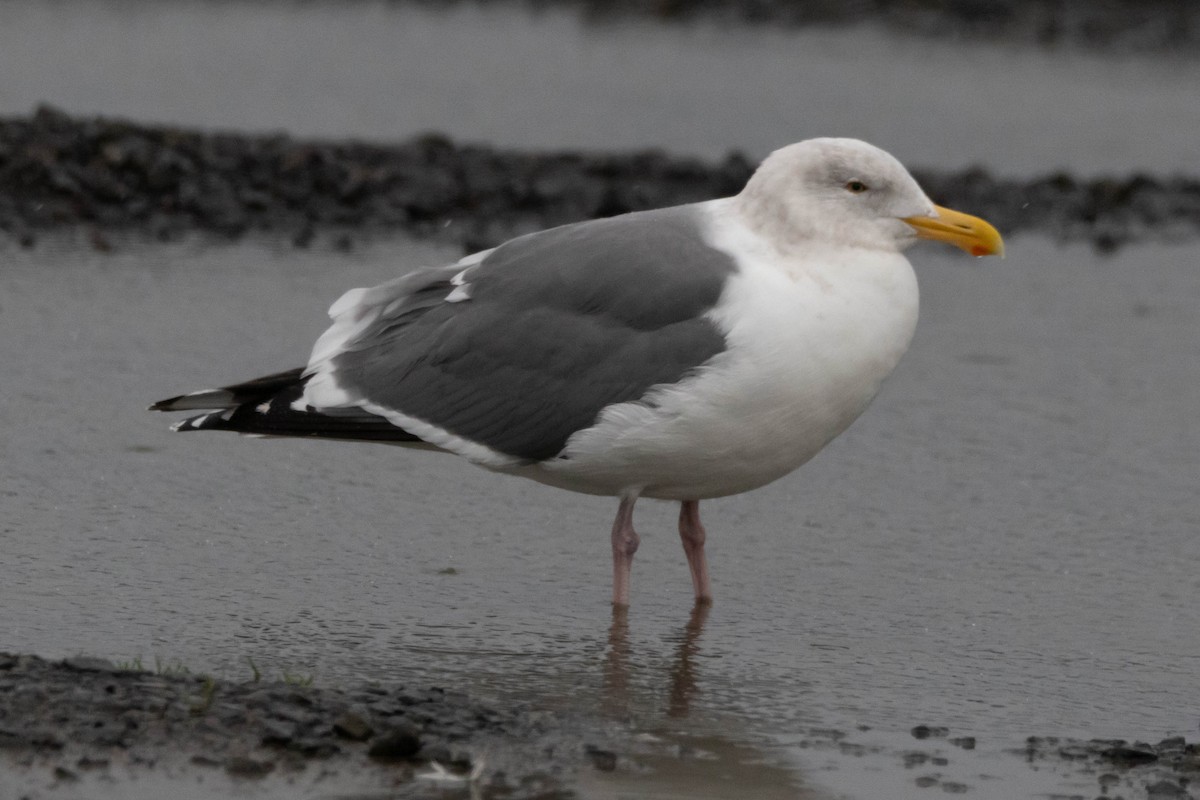 Goéland d'Audubon - ML545230951