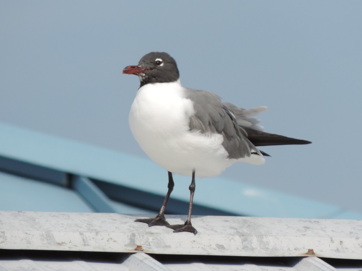 Laughing Gull - Kathryn Hyndman