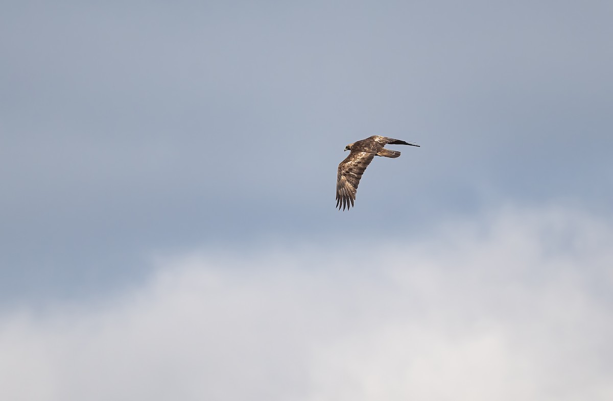 Águila Real - ML545232001