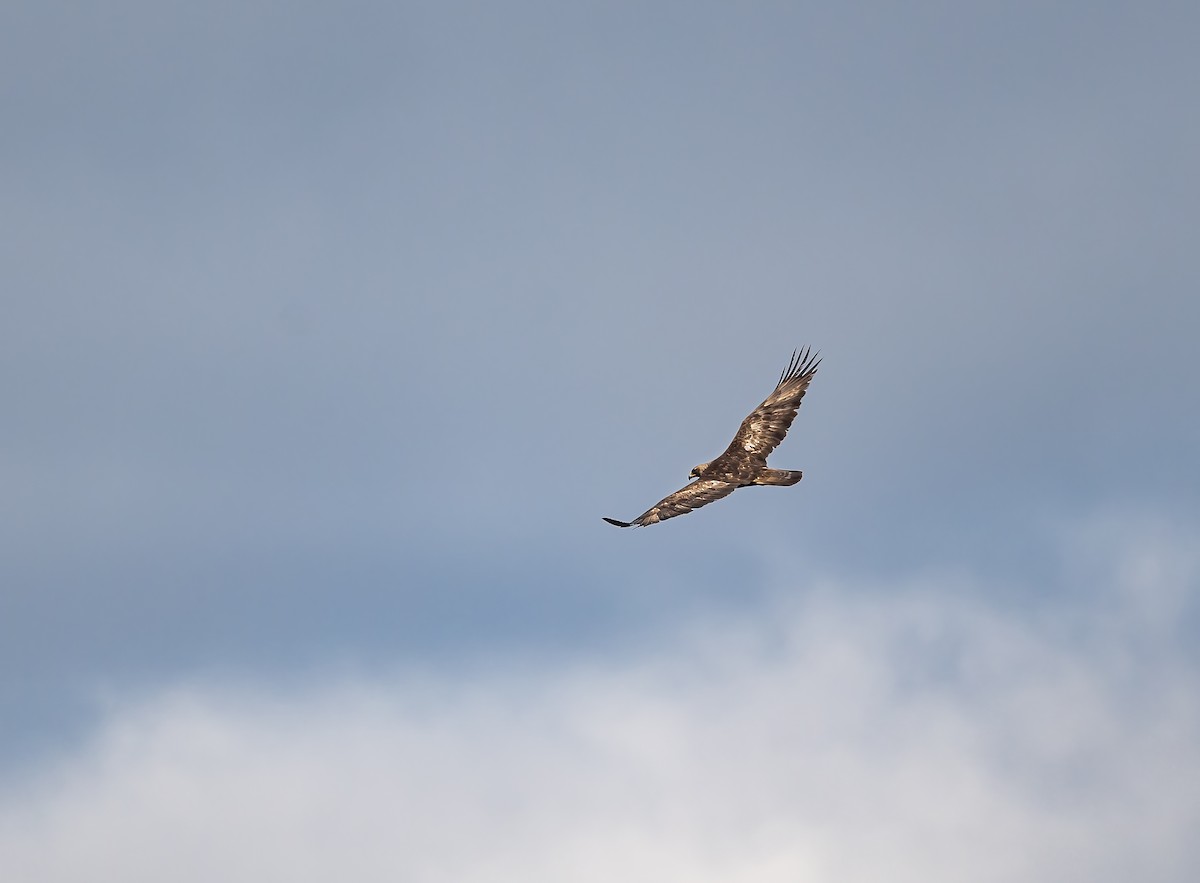 Águila Real - ML545232011