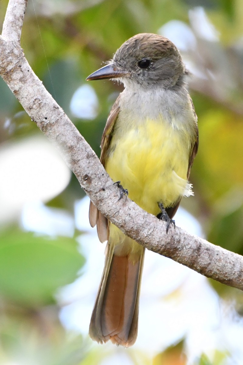 Great Crested Flycatcher - Donna Carter