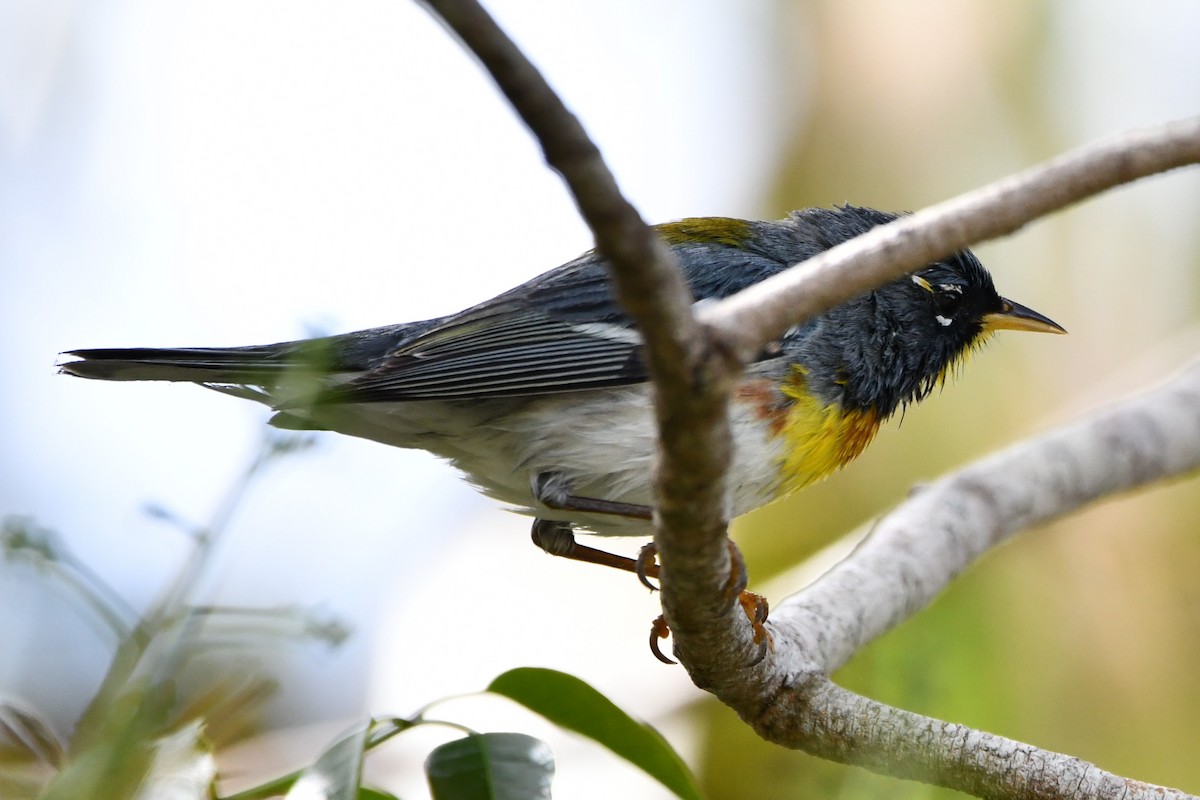 Northern Parula - ML545232891