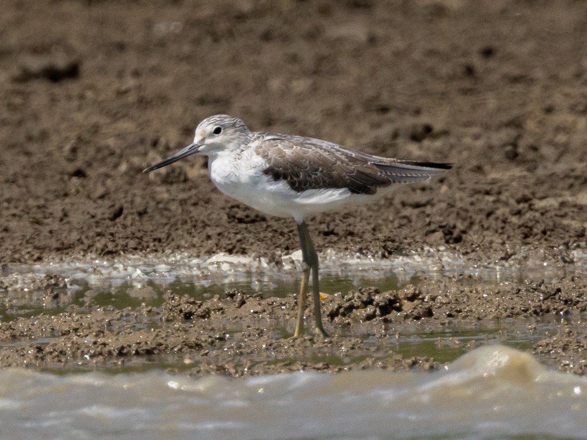 Common Greenshank - ML545233581