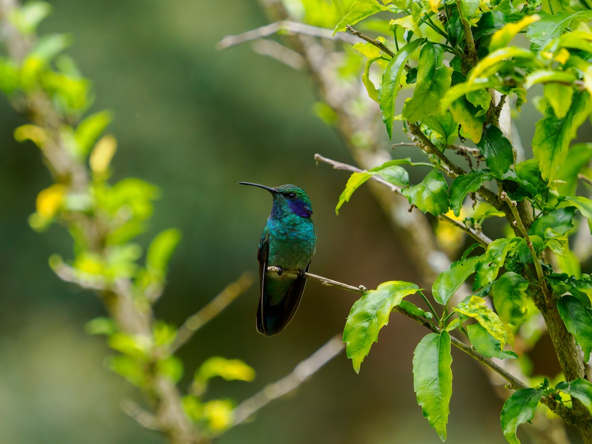 Colibrí Oreja Violeta Menor - ML545233971