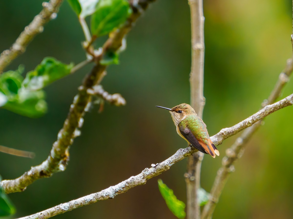 Scintillant Hummingbird - Daniel Miller