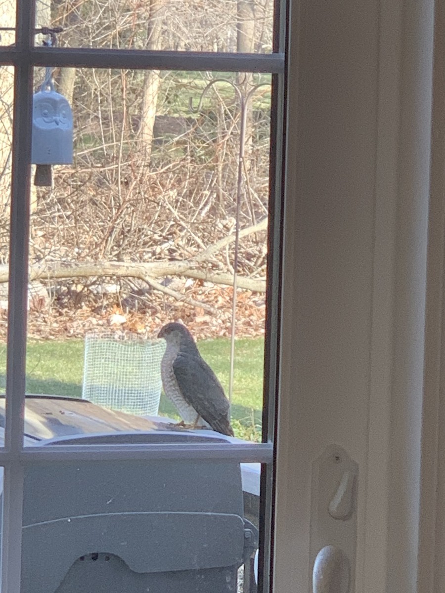 Sharp-shinned Hawk - ML545234331