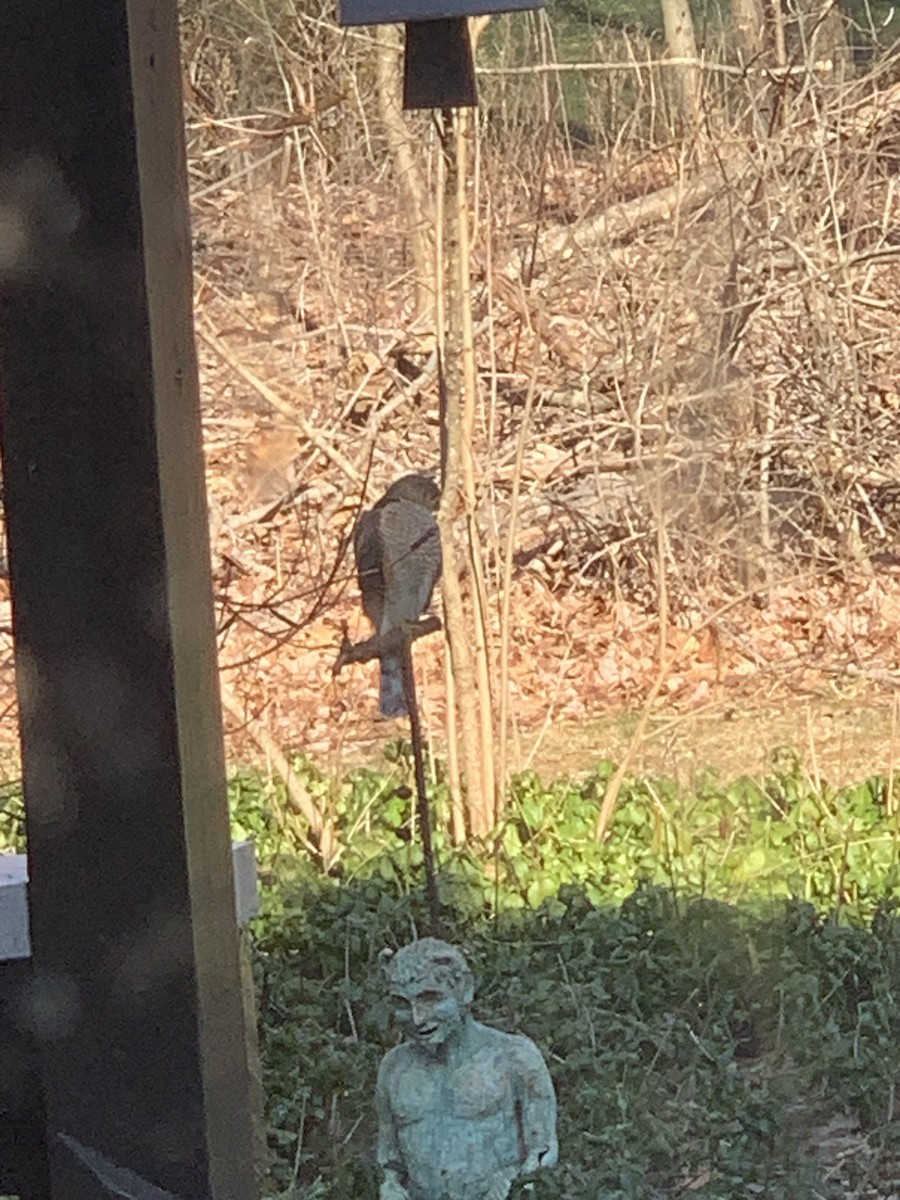 Sharp-shinned Hawk - ML545234341