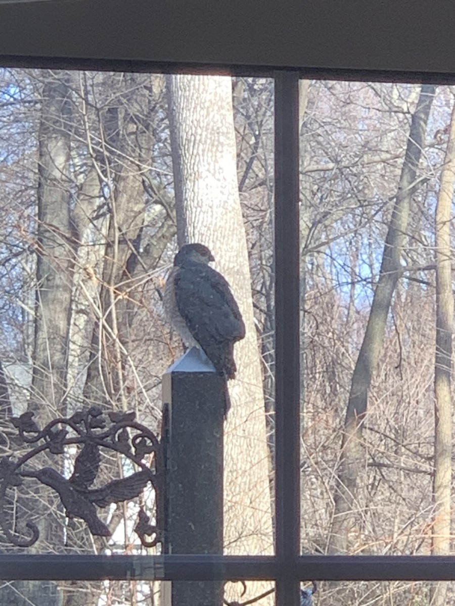 Sharp-shinned Hawk - ML545234351