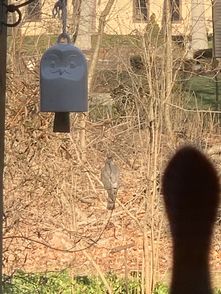 Sharp-shinned Hawk - ML545234361