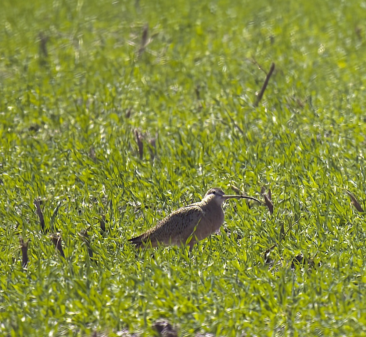 Long-billed Curlew - ML545234791