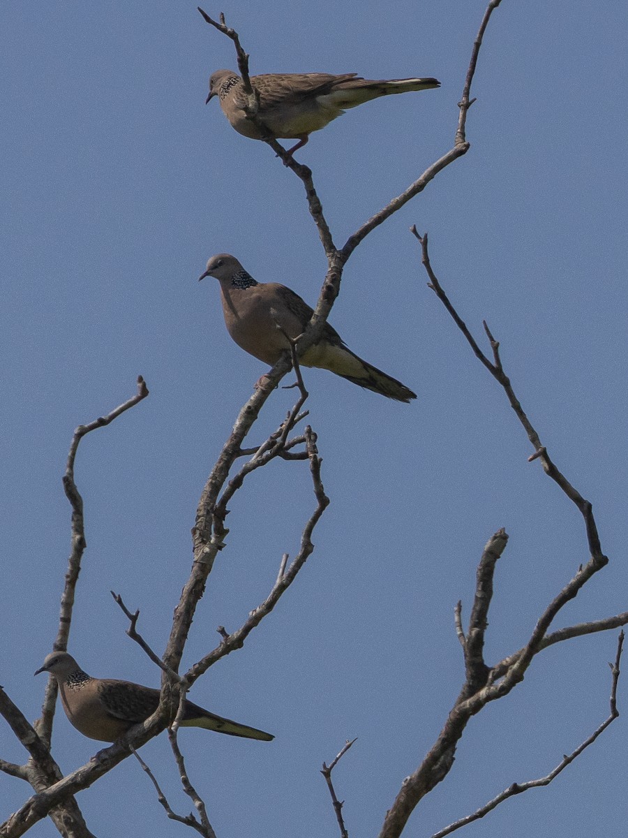 珠頸斑鳩 - ML545235441