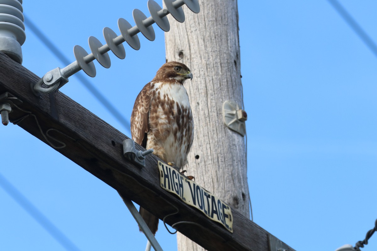 Rotschwanzbussard - ML545237101