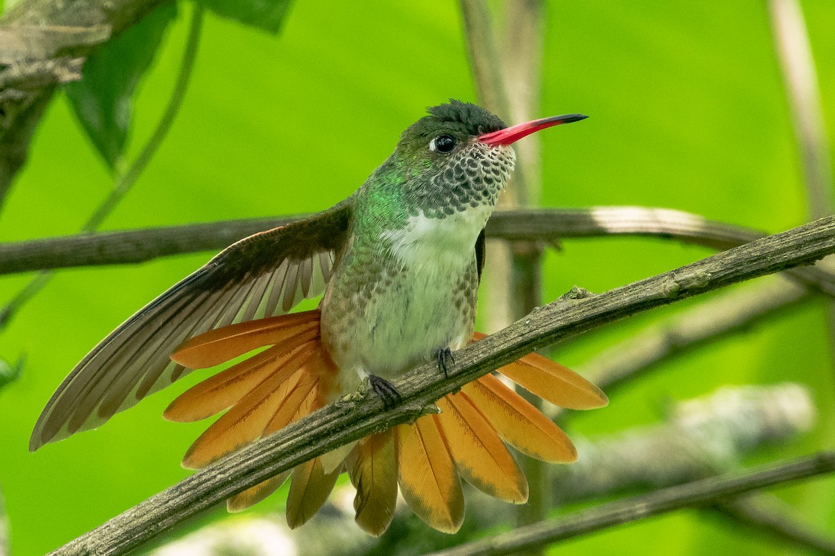 Amazilia Hummingbird - Paul Molina A