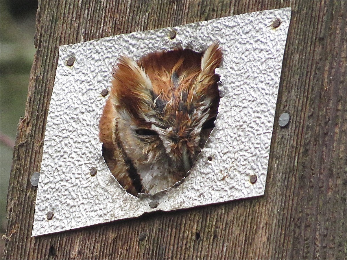 Eastern Screech-Owl - ML54524001