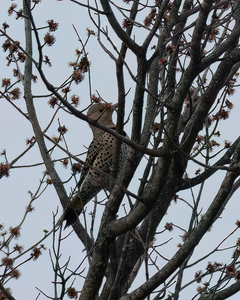 Northern Flicker - Julia Tanner