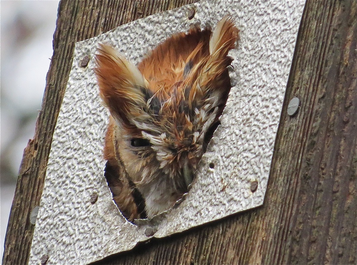 Eastern Screech-Owl - ML54524051