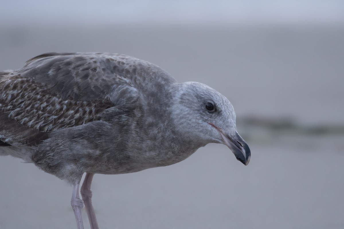 Western Gull - ML545240891