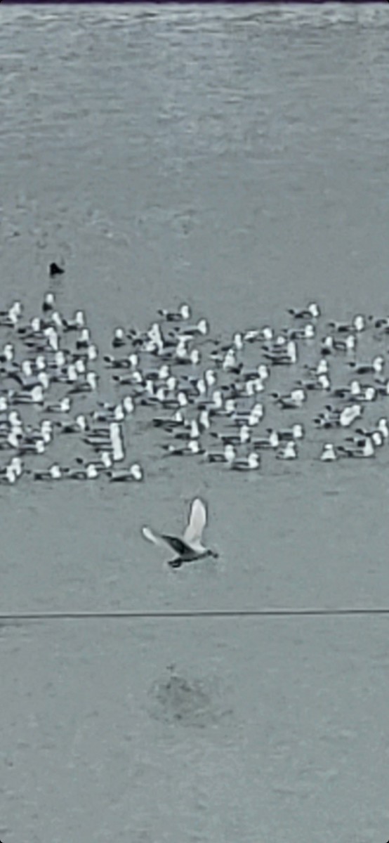 Glaucous Gull - ML545241531