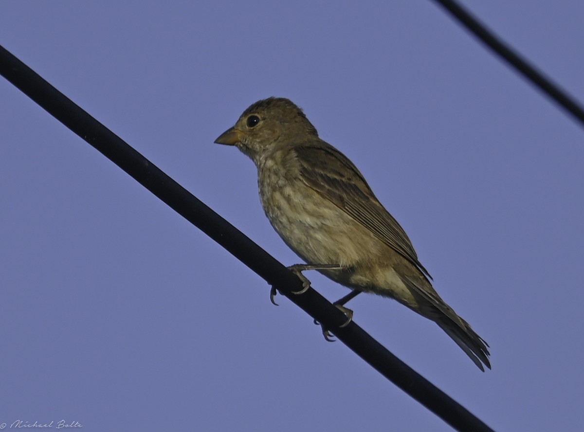 Indigo Bunting - Michael Bolte