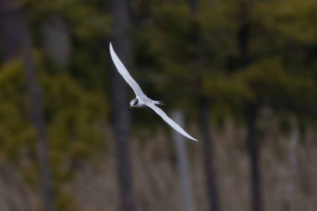 Forster's Tern - ML545242831