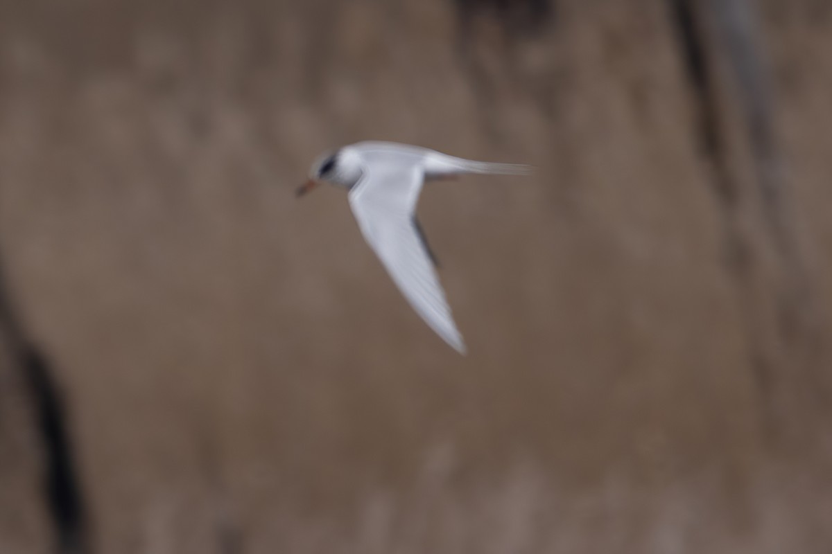 Forster's Tern - ML545242841