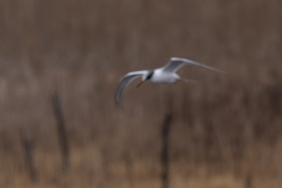 Forster's Tern - Julia Tanner