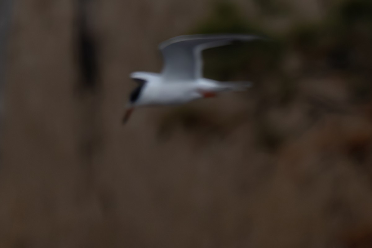 Forster's Tern - ML545242861