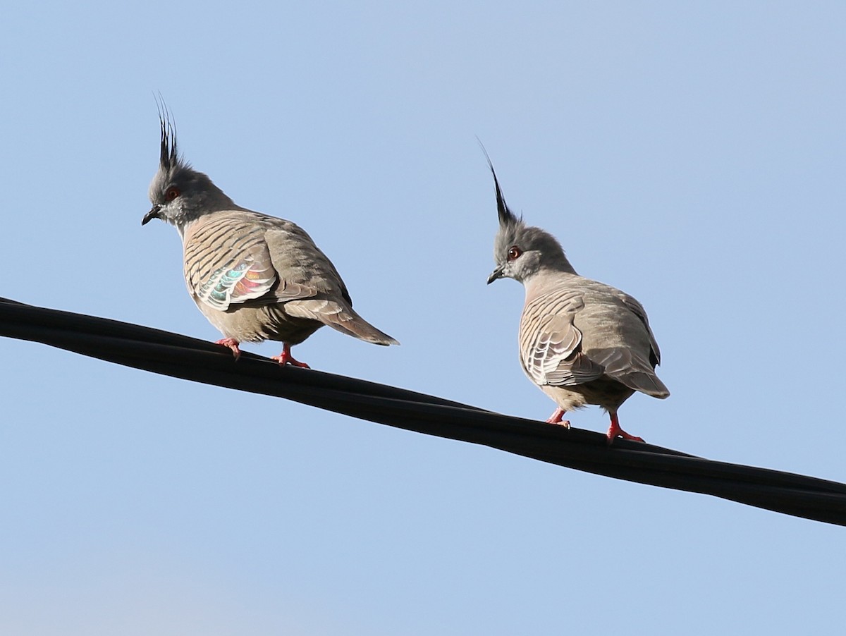 Crested Pigeon - ML54524501