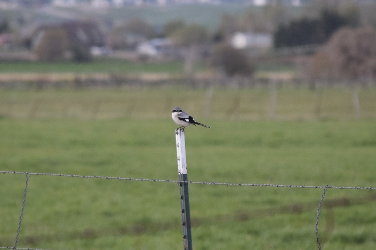 Loggerhead Shrike - ML54524761