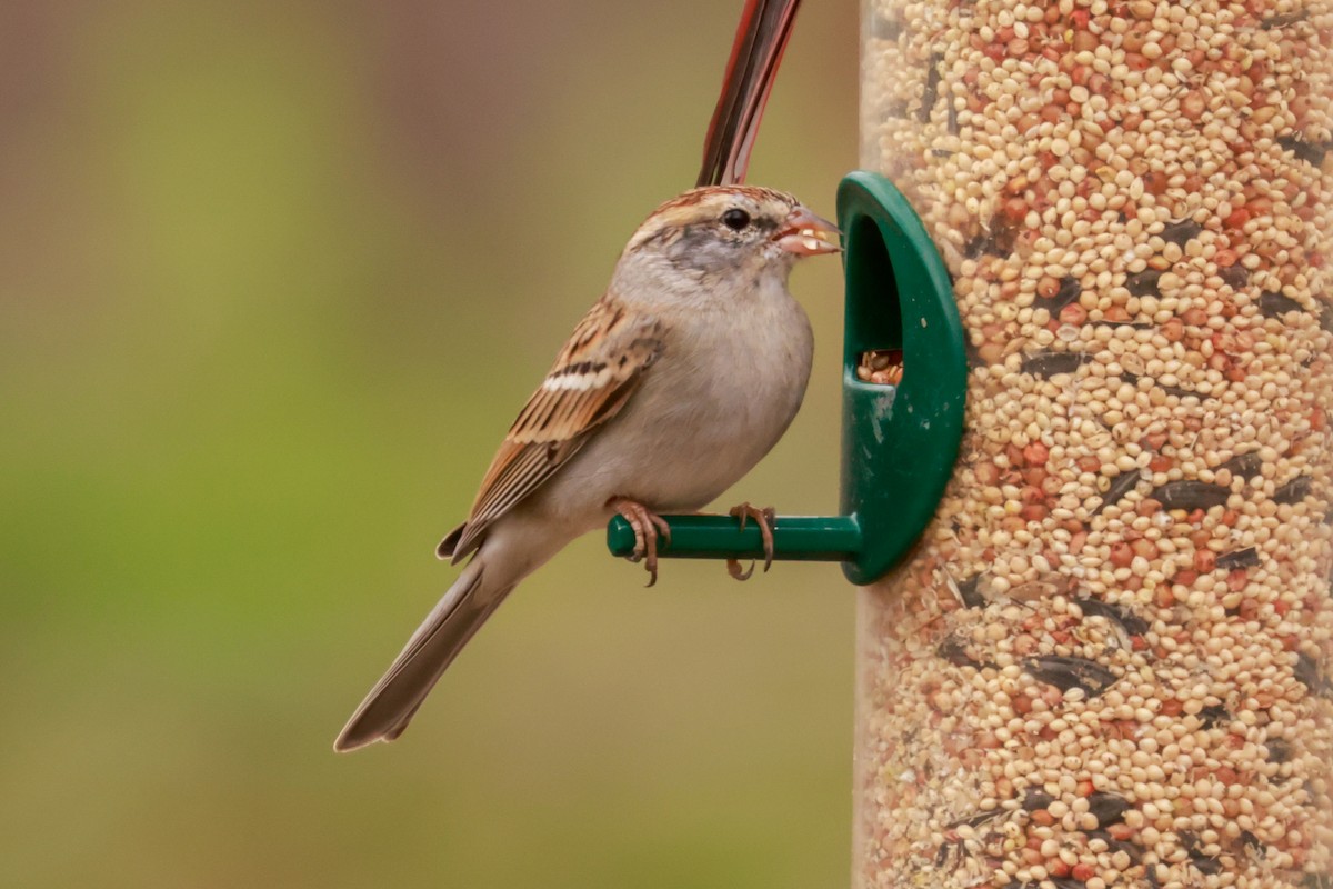 Chipping Sparrow - ML545247661