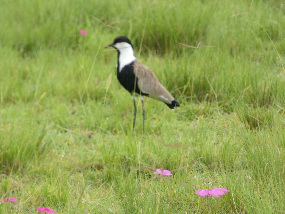 Spur-winged Lapwing - ML545247861