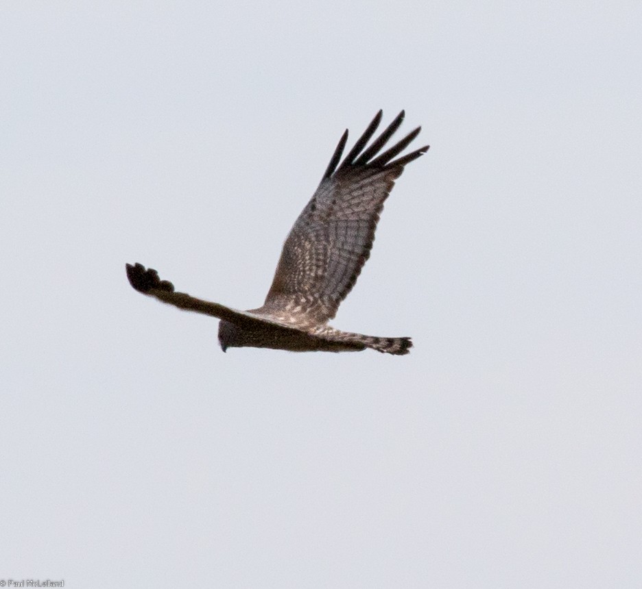 Spotted Harrier - ML545249101