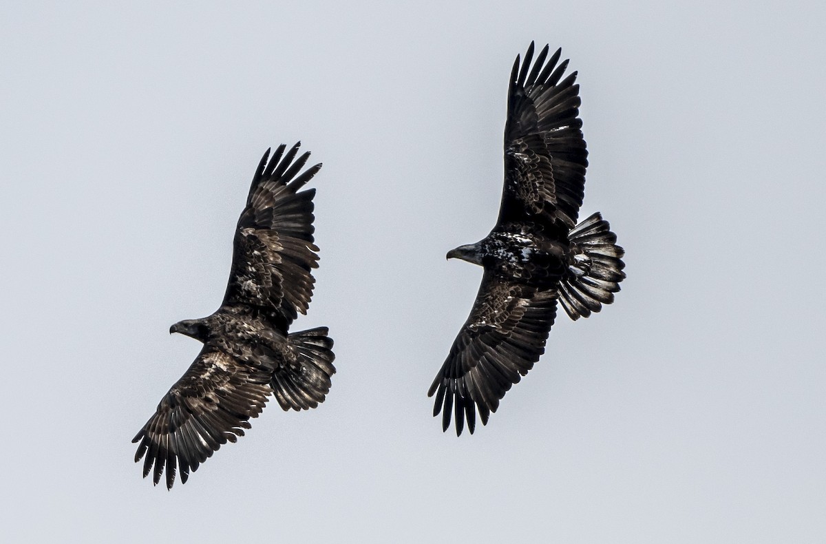 Weißkopf-Seeadler - ML545250141