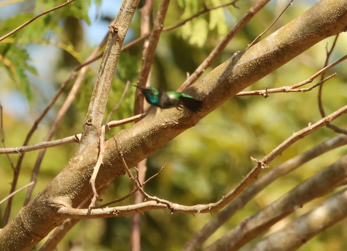 Shining-green Hummingbird - ML545250461