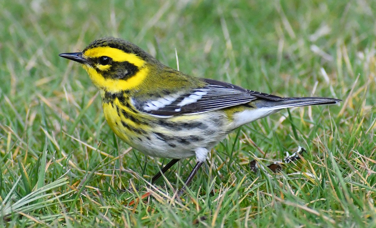 Townsend's Warbler - ML545251411